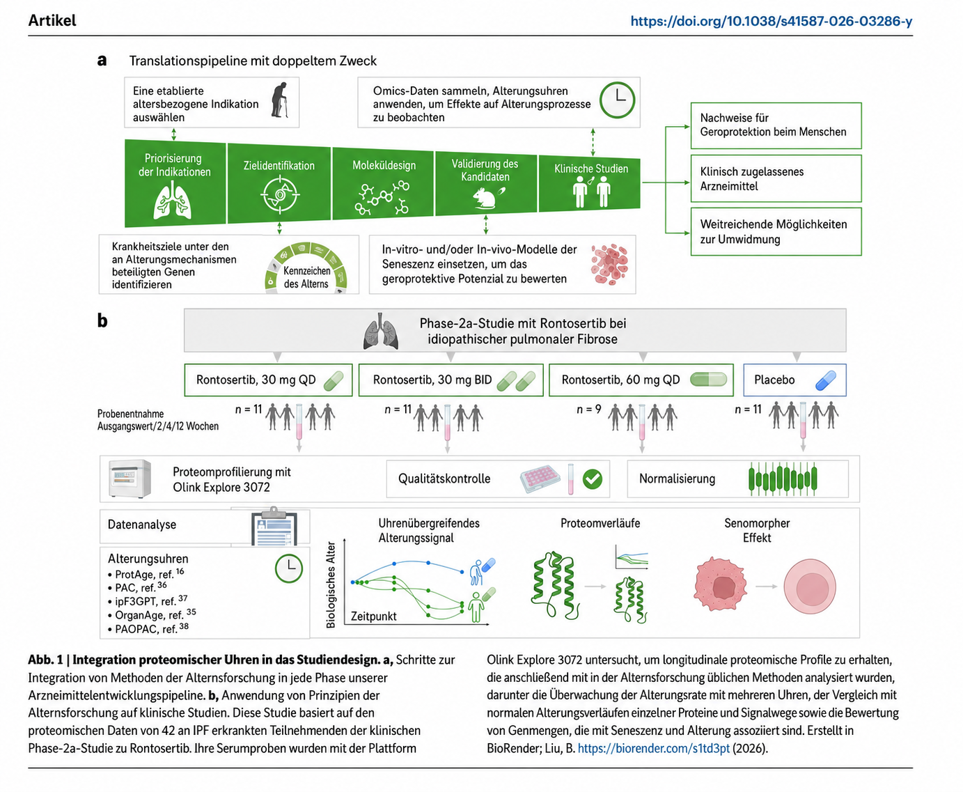 Schema der Phase-2a-Studie zu Rentosertib bei idiopathischer Lungenfibrose mit vier Dosierungsgruppen, einer Placebogruppe und sechs proteomischen Uhren